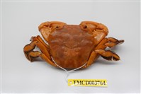 藏品(字紋弓蟹)的圖片